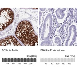 VASA Antibody, Novus Biologicals:Antibodies:Primary Antibodies